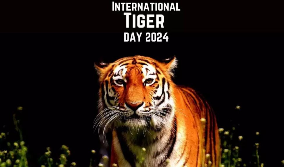 International Tiger Day 2024